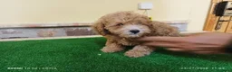 Caniche Enano perros en venta: caniche enano - Anuncio 2