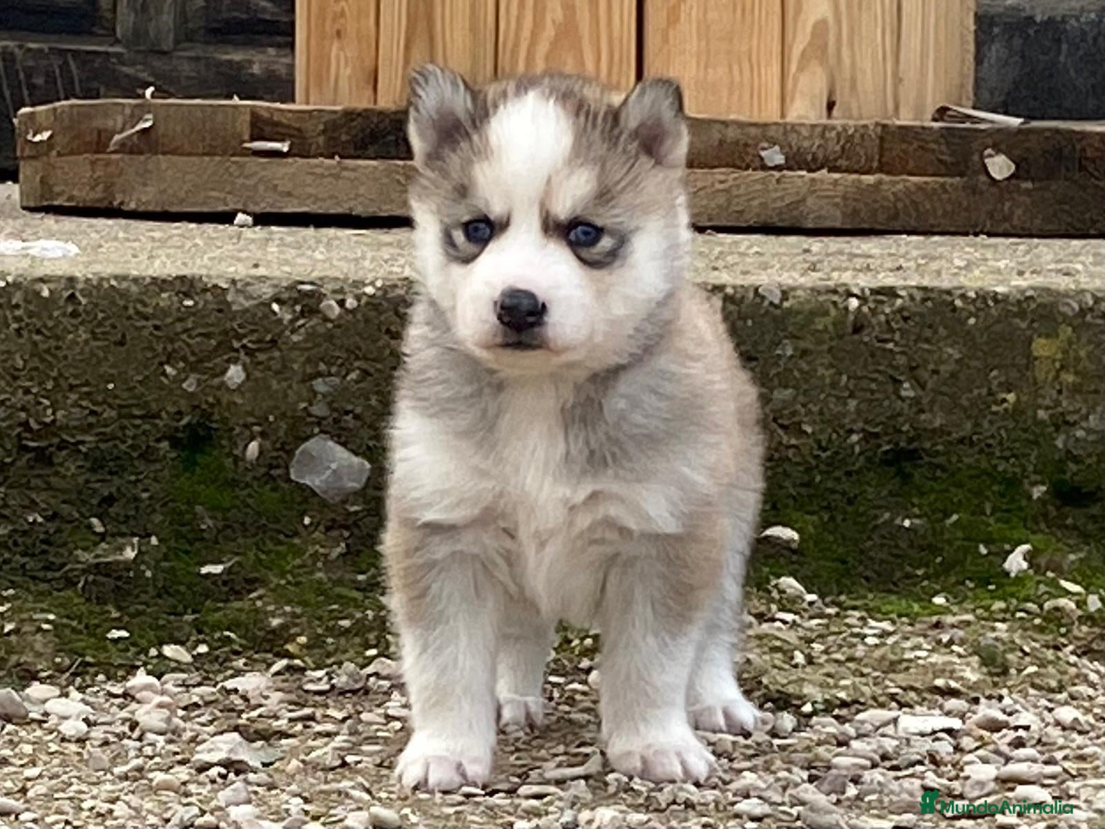 Husky Siberiano perros Husky Siberiano  - Anuncio 1