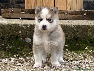 Husky Siberiano perros Husky Siberiano - Anuncio 1