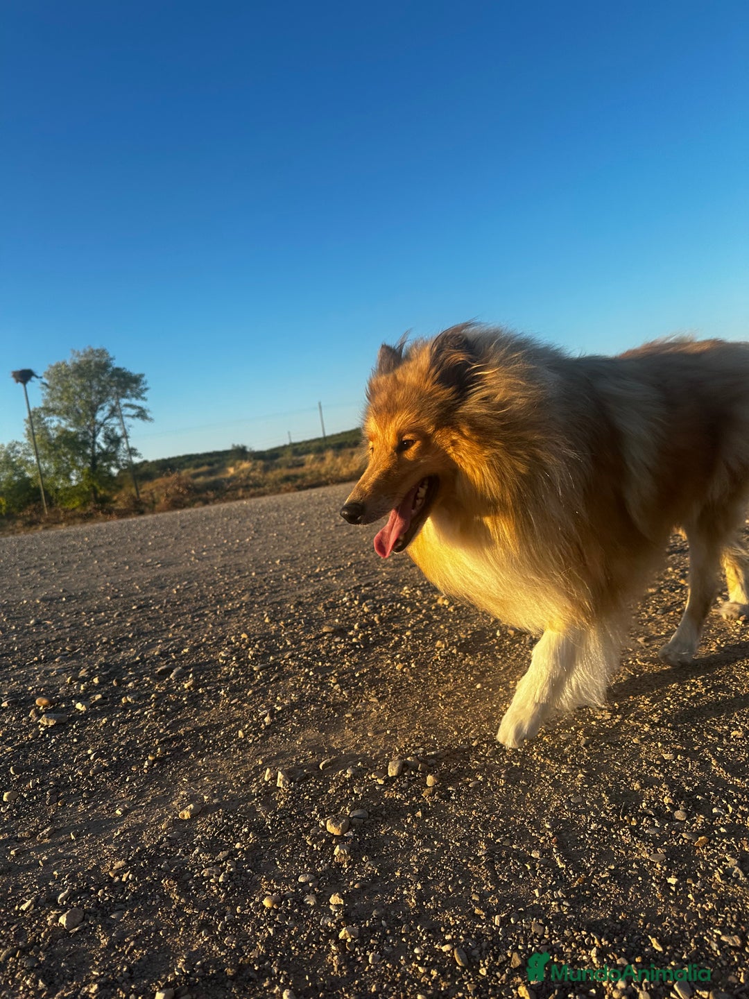 Imagen de galería {{count}}