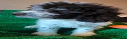 Perro de Agua Español perros en venta: Cachorros perro de agua  - Anuncio 7