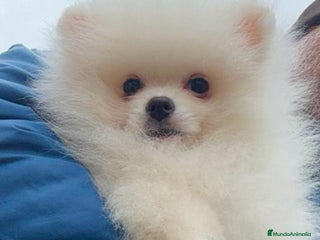 Pomerania perros Pomerania macho disponible!!! - Anuncio 1
