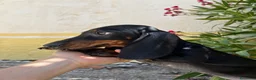 Teckel perros en venta: Teckel - Anuncio 3