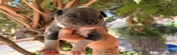 Chihuahua perros en venta: Chihuahuas blue - Anuncio 4