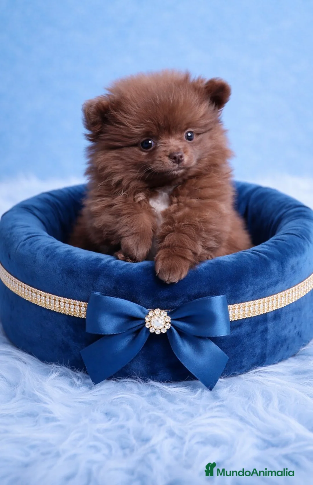 Pomerania perros en venta: Pomerania  - Anuncio 1