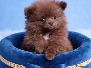 Pomerania perros Pomerania - Anuncio 1