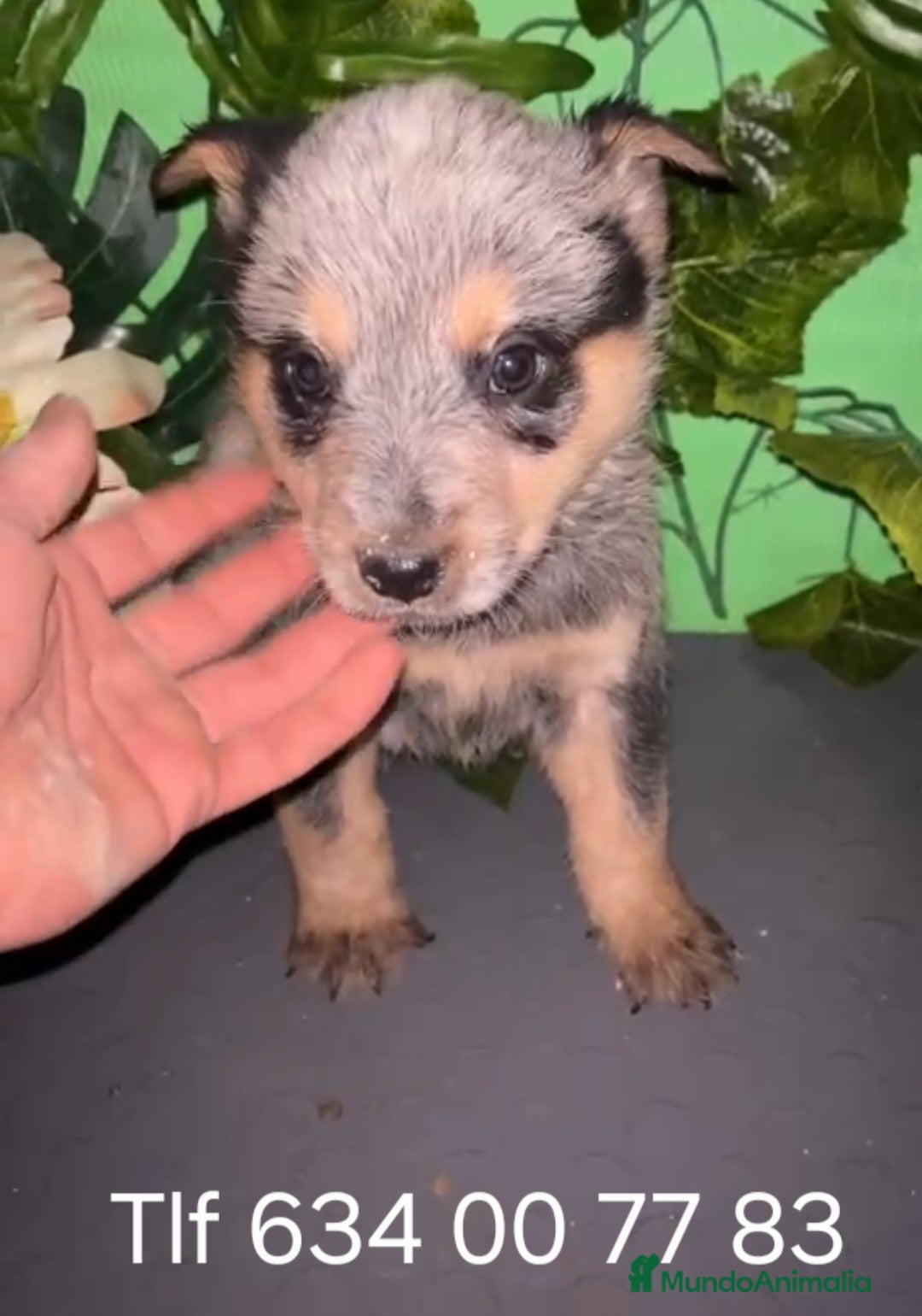 Pastor Australiano perros en venta: Excelentes boyero australiano  - Anuncio 1