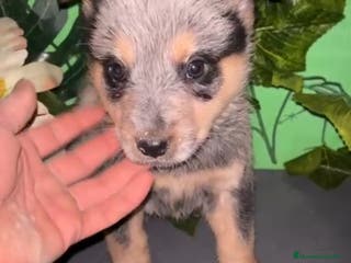 Pastor Australiano perros Excelentes boyero australiano - Anuncio 27