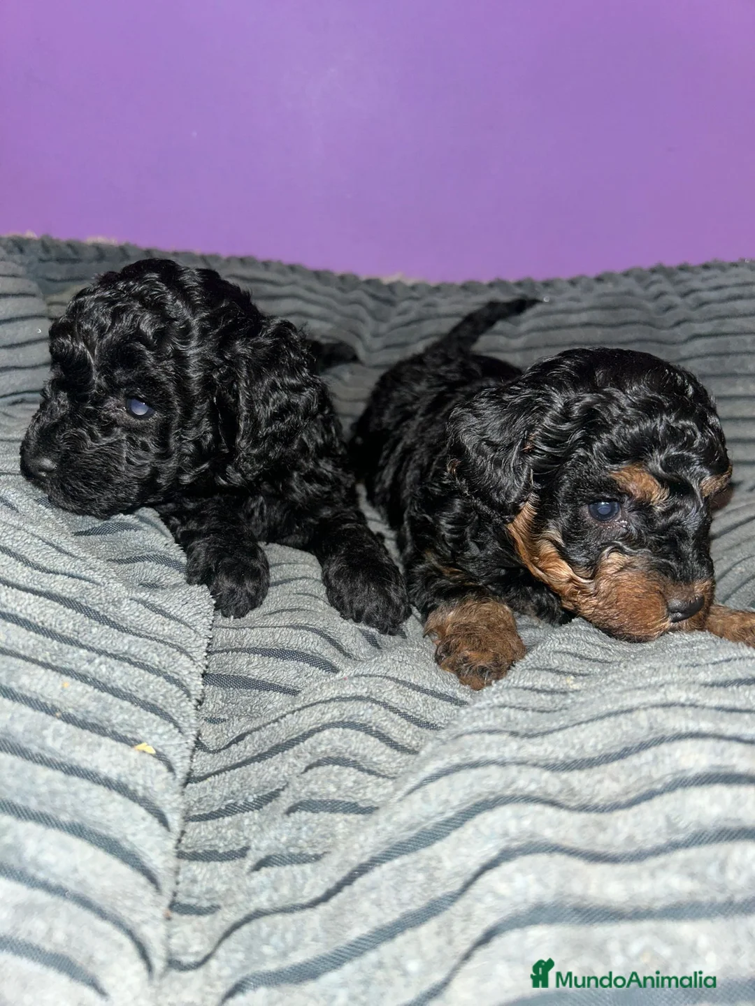 Caniche Toy perros en venta: Caniche toy  - Anuncio 5