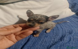 Chihuahua perros en venta: Hembra preciosa de chihuahua cabeza venado  - Imagen 11