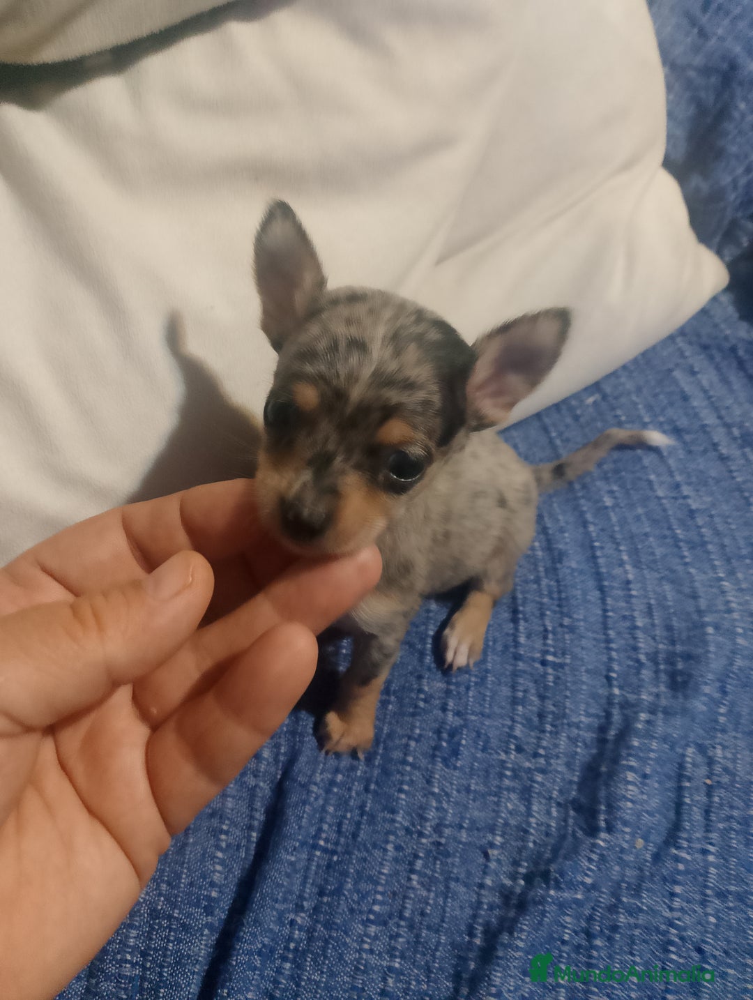 Chihuahua perros en venta: Hembra preciosa de chihuahua cabeza venado  - Imagen 11