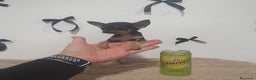 Chihuahua perros en venta: Chihuahua miniatura  - Anuncio 6