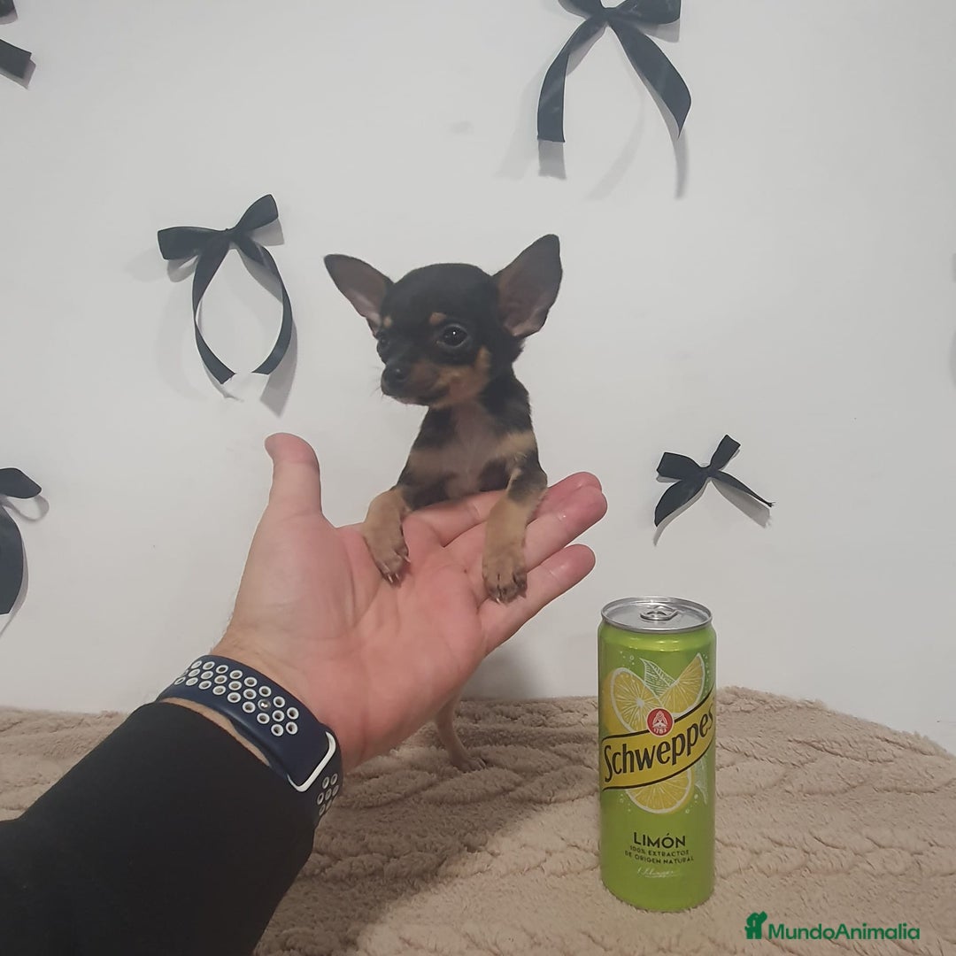 Chihuahua perros en venta: Chihuahua miniatura  - Anuncio 6