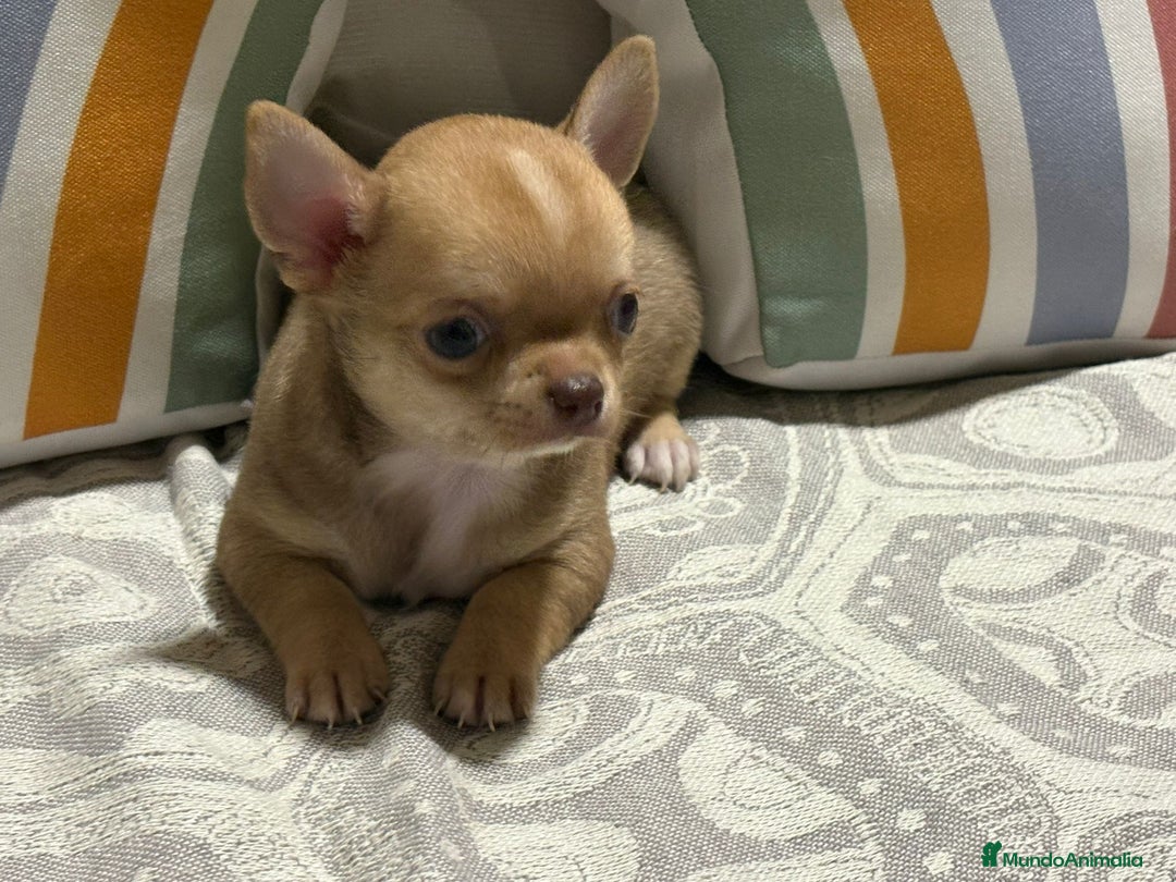 Chihuahua perros en venta: Exclusivos chihuahuas rusos - Imagen 13