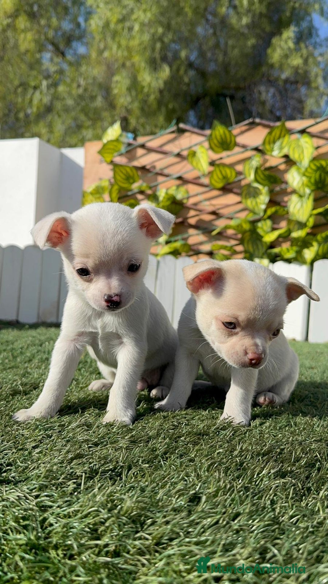 Chihuahua perros en venta: CHIHUAHUA MACHO - Anuncio 15