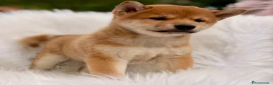 Shiba Inu 1