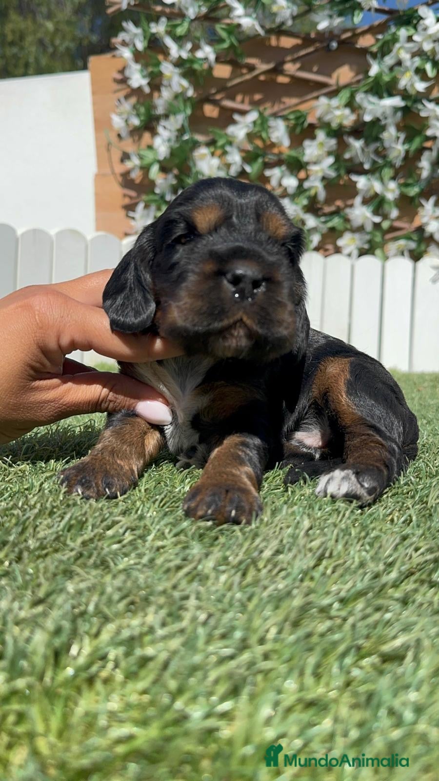 Cocker Spaniel Inglés perros en venta: COCKER SPANIEL INGLÉS  - Anuncio 13