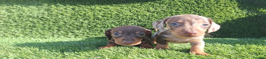 Teckel Miniatura Cachorro 2