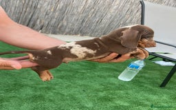 Teckel perros en venta: Teckel arlequín chocolate  - Imagen 6