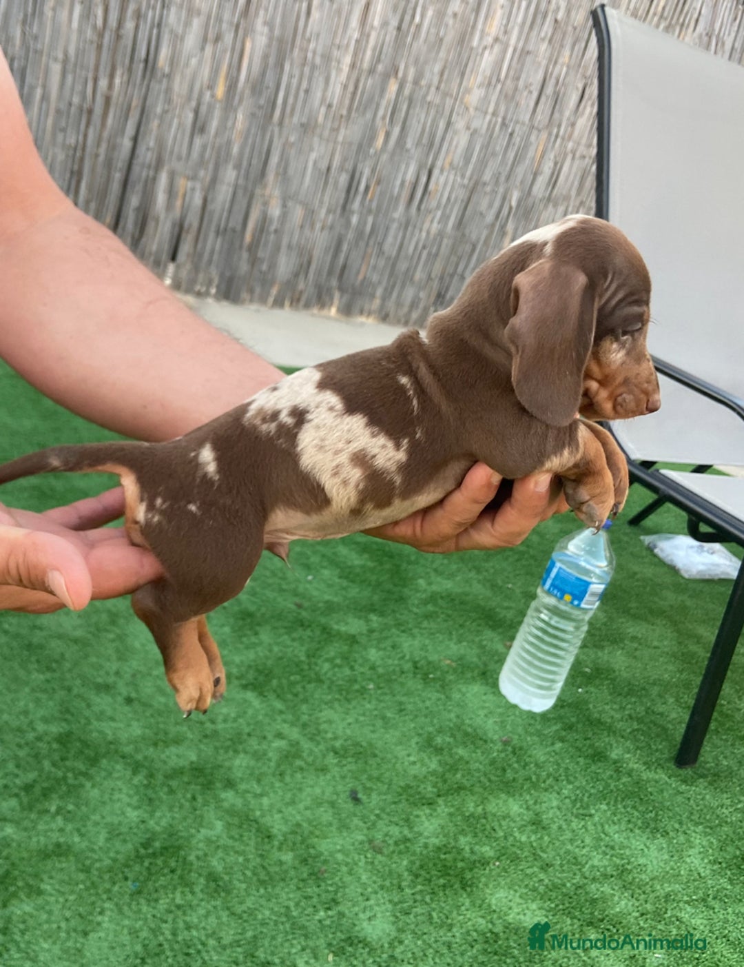 Teckel perros en venta: Teckel arlequín chocolate  - Imagen 6