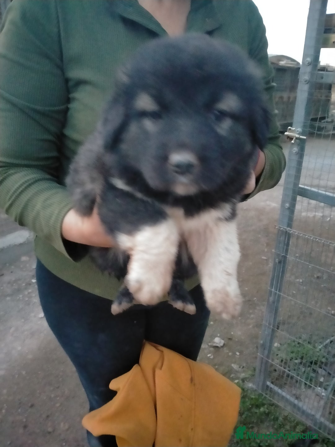 Pastor del Cáucaso perros en venta: Caucasos - Anuncio 2