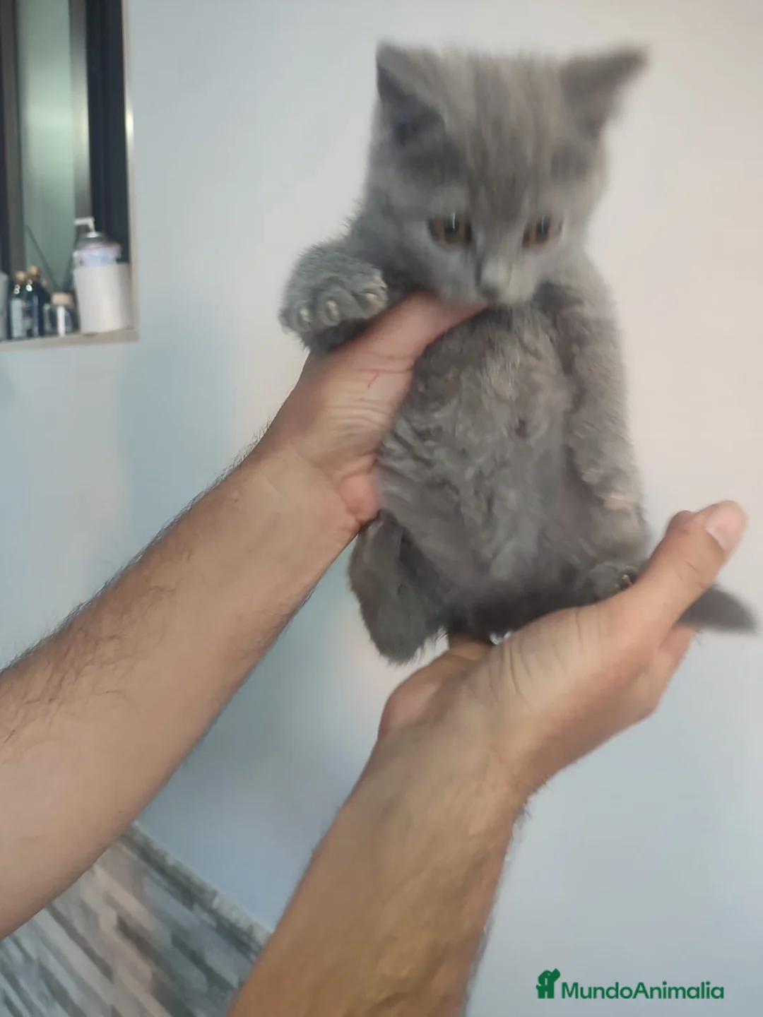 Británico de Pelo Corto Azul gatos en venta: Brithis - Anuncio 7