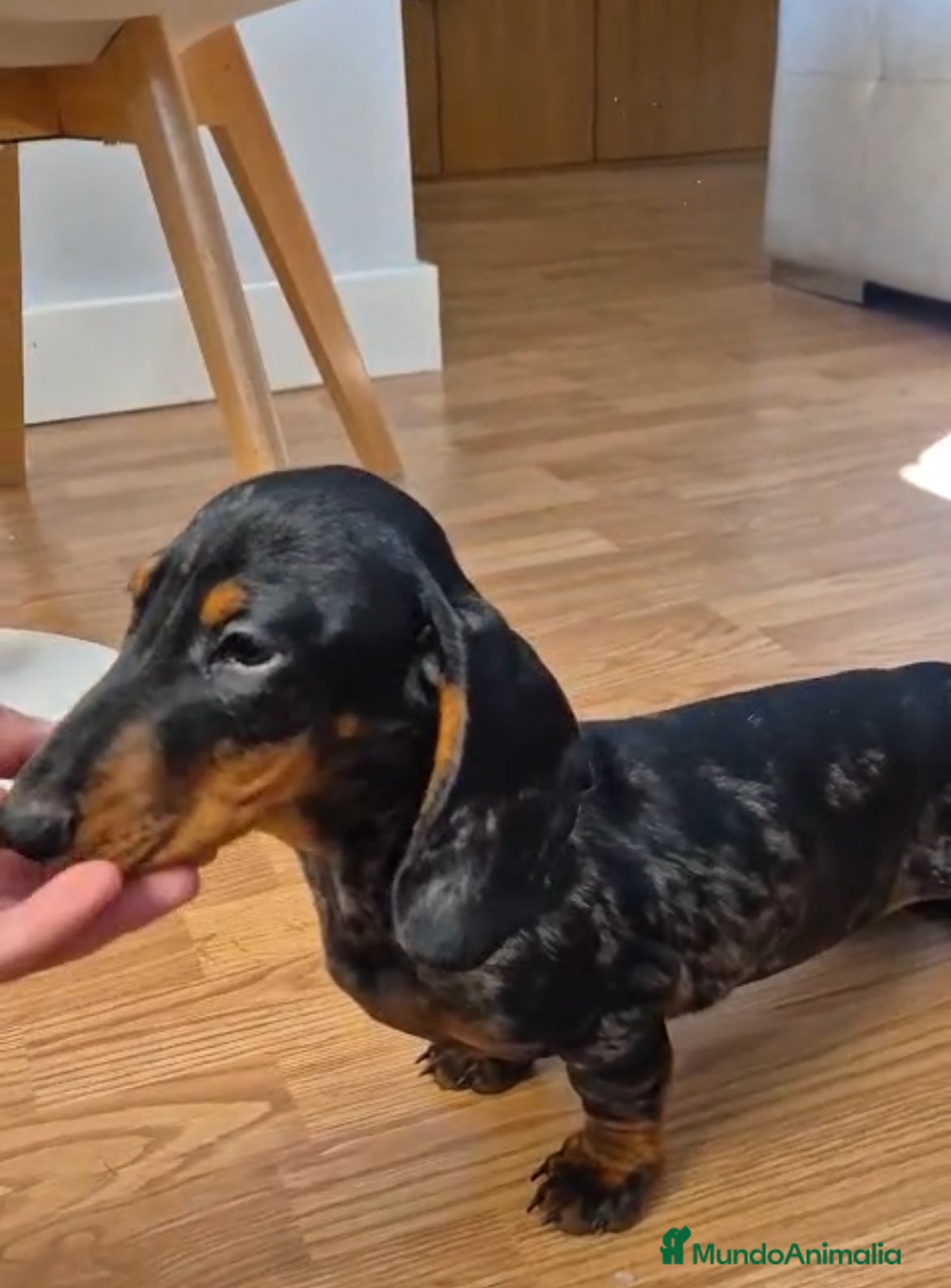 Teckel Miniatura perros Teckel Kaninchen arlequín.  - Anuncio 1