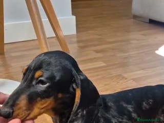 Teckel Miniatura perros Teckel Kaninchen arlequín. - Anuncio 29