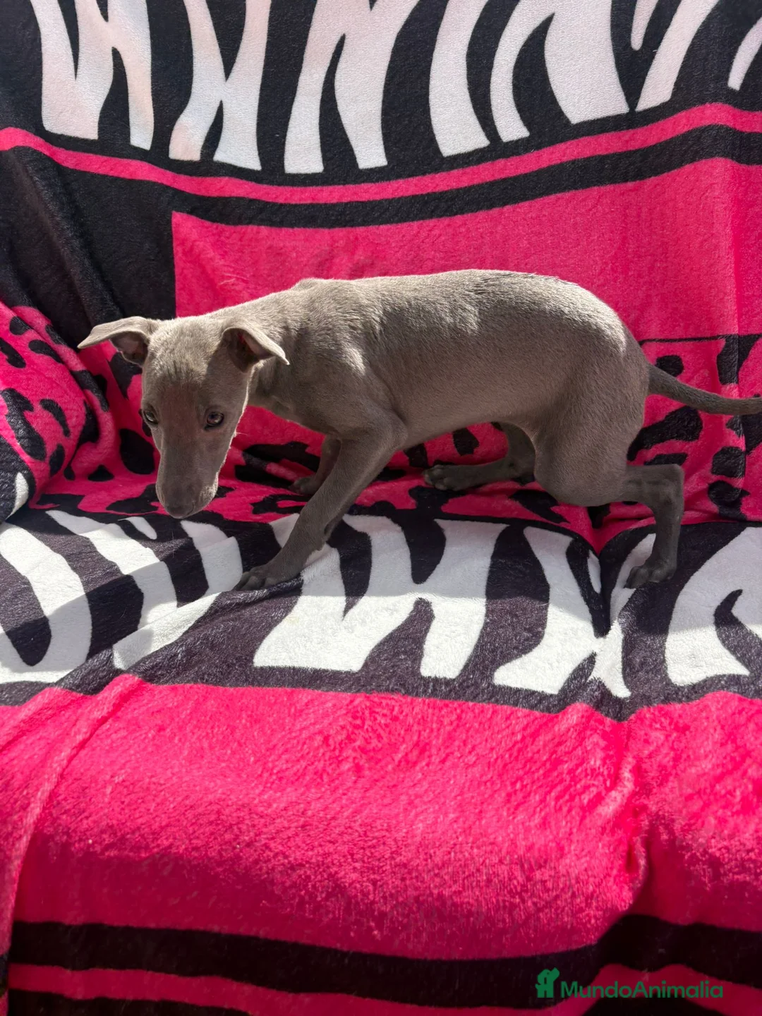 Whippet perros en venta: whippet blue en Barcelona - Anuncio 4