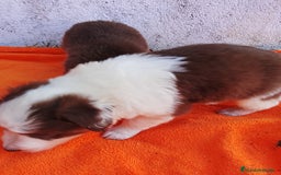 Border Collie perros en venta: Cachorros de border collie  - Imagen 4