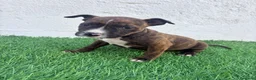 American Staffordshire-Terrier perros en venta: American Stanffordshire terrier - Anuncio 3