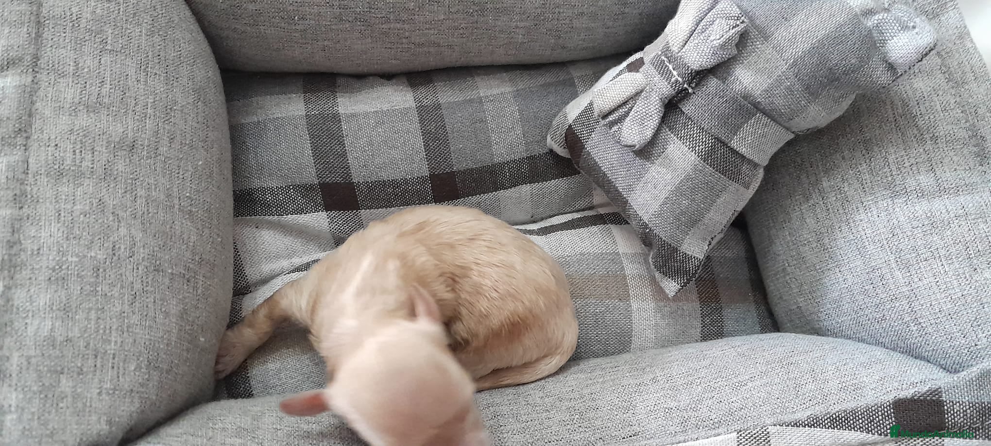 Maltipoo perros Maltipoo  - Anuncio 2