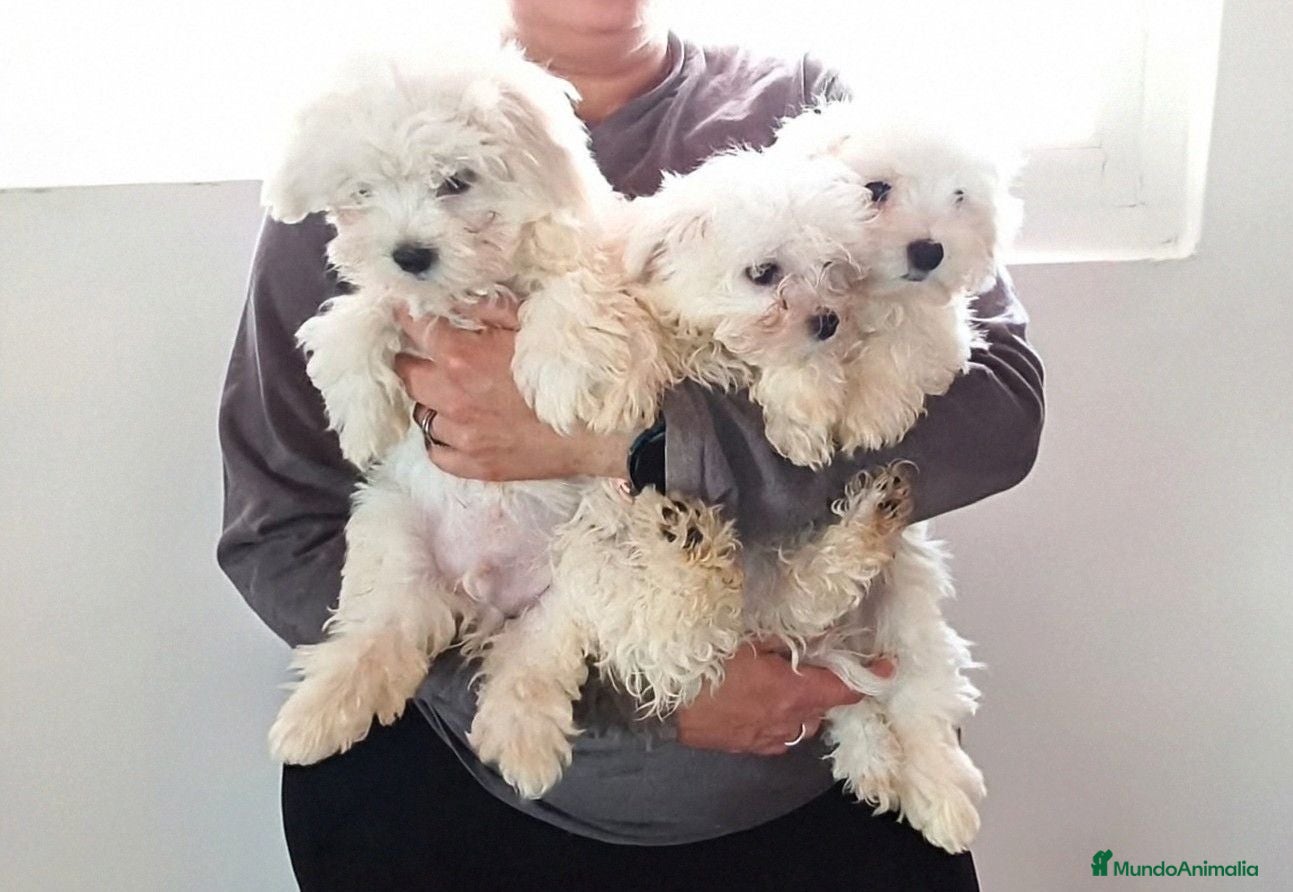 Bichón Maltés perros BICHON MALTES OFERTA DESDE 500€ - Anuncio 21