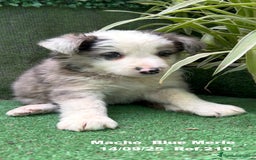 Border Collie perros en venta: Border Collie Blue Merle - Imagen 13