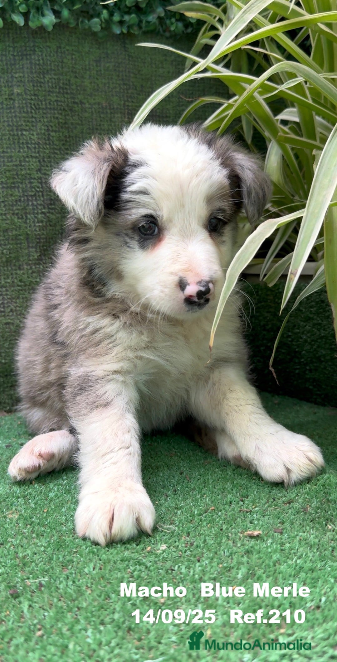 Border Collie perros en venta: Border Collie Blue Merle - Imagen 13