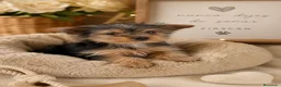 Yorkshire Terrier perros en venta: Yorkshire Terrier Toy - Anuncio 1
