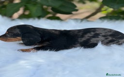Teckel Miniatura perros en venta: Tecker arlequín  - Imagen 4