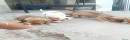 Raza Mixta perros en venta: Cruce de American 641387649 - Anuncio 2