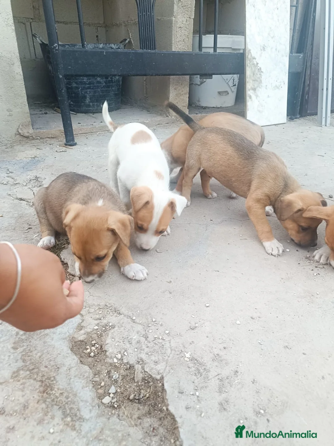 Raza Mixta perros en venta: Cruce de American 641387649 - Anuncio 2