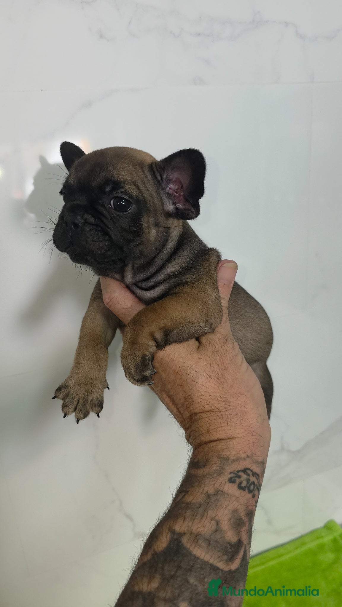Bulldog Francés perros en venta: Frenchis exoticos  - Anuncio 8