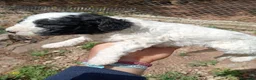 Perro de Agua Español perros en venta: Perro de agua  - Anuncio 11