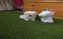 Bichón Maltés perros en venta: PRECIOSO BICHON MALTES MINI - Imagen 1
