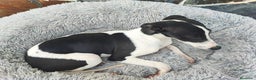 Whippet perros en venta: WHIPPET MACHO - Anuncio 5