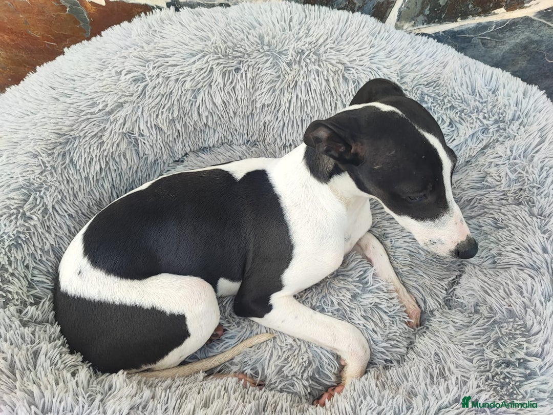 Whippet perros en venta: WHIPPET MACHO - Anuncio 5