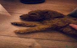 Caniche Toy perros en venta: Cachorritos caniche toy - Imagen 4