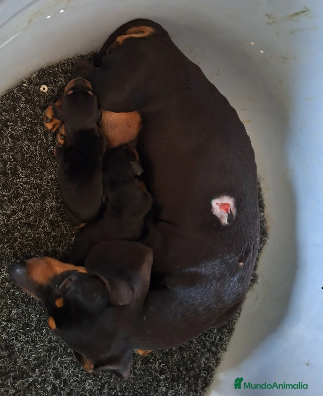 Teckel Miniatura perros en venta: Teckel canichen - Anuncio 1