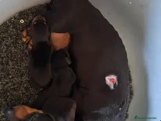 Teckel Miniatura perros Teckel canichen - Anuncio 3