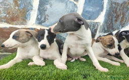 Whippet perros en venta: WHIPPET MACHOS - Imagen 4