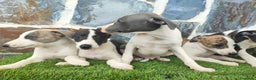Whippet perros en venta: WHIPPET MACHOS - Anuncio 4