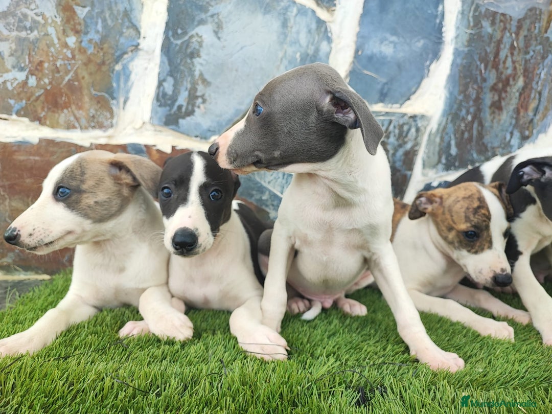Whippet perros en venta: WHIPPET MACHOS - Imagen 4